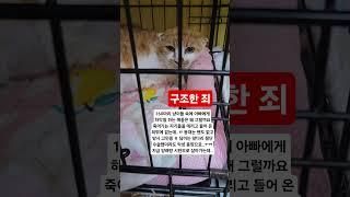 가까이 하기엔 너무 먼 야생냥들 ㅜㅠ#구조#치료#케어#부모와자식