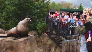 Tag - Steller Sealions at the Vancouver Aquarium