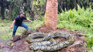 DISCOVERY OF THE SCARY PYTHON MONSTER | SNAKE | ADVENTURE MANDA