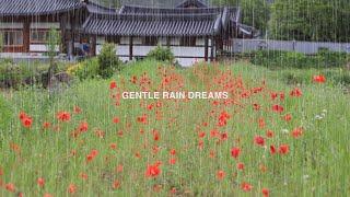 Poppy Flowers in the Rain – Healing Korean Pathway for Sleep & Study