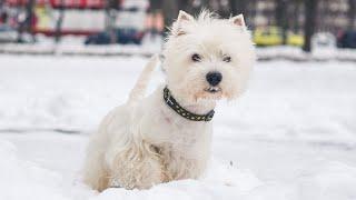 A Look Into the History of the West Highland White Terrier