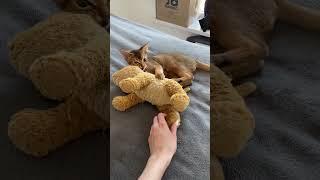 Тайсон и его друг Симба. Ух, какие глазки в конце #абиссинец #shorts #котики #животные #лайк