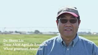 Double-haploid wheat - Dr. Shuyu Liu