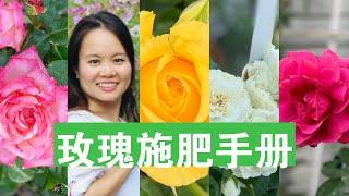 [ENG SUB] 玫瑰什么时候施肥？施什么肥？两种有效的施肥方式 Two Effective Ways To Fertilize Roses