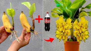 Simple ways to propagate bananas with Coca-Cola that anyone can do