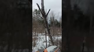 УКОРАЧИВАНИЕ ПРИРОСТА ЯБЛОНИ#яблоня #обрезка #сад
