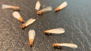 Drywood Termite Spot Treatment