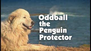 Meet The Penguin Protector, Oddball