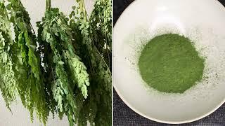 Air-dried Moringa Drumstick Leaves | Moringa Powder | Munagaku Powder | Sahjan Ki Patte ka Powder