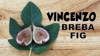 Vincenzo Breba Fig