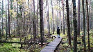 Meenikunno Bog Hiking Trail and Piusa Sandstone Caves in Estonia