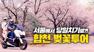 야마하 XMAX 300 스쿠터로 아내와 함께 떠나는 왕복 700km 당일치기 벚꽃 투어