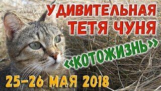 Удивительная Тетя Чуня  КОТОЖИЗНЬ! 25-26 мая 2018