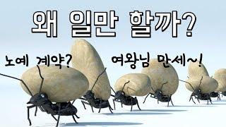 일개미가 여왕개미에게 헌신하며 일만 하는 진짜 이유!