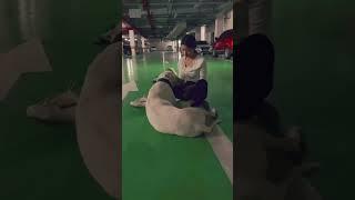 Cute pet dog 狗狗是例外同是朋友，它也會停住眼神聽你講話、對你撒嬌，只會忠誠……#支持傳播正能量 #不養狗不知道養狗的樂趣 #杜高小白  #…