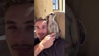 My meerkat friend protects me always  #animals #cuteanimals #wildlife #meerkat