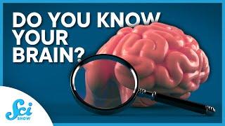 What’s In Your Brain? | Compilation