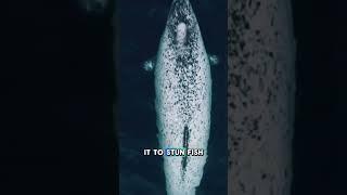 You Thought Unicorns Were Fake… Think Again!!  #unicorn #shorts #narwhal #wildlife #animals