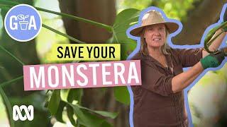 Monstera Care | Indoor Plants | Gardening Australia