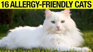 TOP 16 Hypoallergenic Cat Breeds: No Shedding, No Smell!