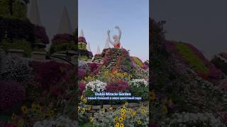 Я посетила невероятное место, самый большой сад цветов в мире -  Dubai Miracle Garden