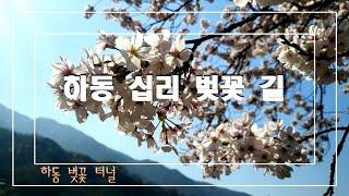 하동 십리벚꽃길 | 하동 벚꽃축제 | 한국의 아름다운길