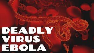 The Truth About the Deadly Virus Ebola | The Logical Monk