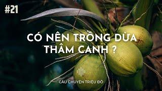 Có nên trồng dừa theo phương pháp thâm canh không ? | Câu Chuyện Triệu Đô | Podcast #21