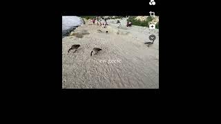 ruby’s vlog to the lake and beach! #fypage #lake #beach