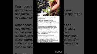 подкормка рассады баклажанов