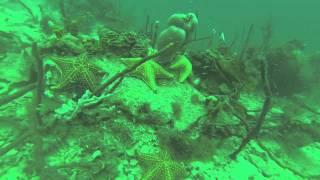 Diving in Bocas del Toro, Panama