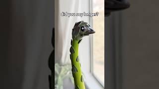 LOOOONG asparagoose