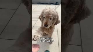 Crazy Dog Myths you Still Believe