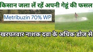 किसान जला लें रहें अपनी गेहूं की फसल herbicide के अधिक डोज से metribuzin 70% wp