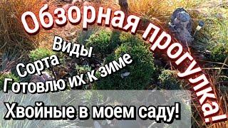 Обзорная прогулка! Хвойные в моем саду! Готовлю их к зиме