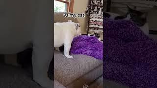 funny cat#cat#cats#catlover #catshorts #funnycats#youtubeshorts #funnyvideo #music#moneycat