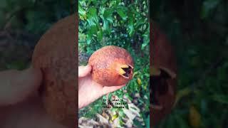 Picking a Pomegranate Wonderful #daleysfruit #fruittrees