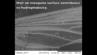 Low Mass Saves Mosquitoes from Death by Raindrop