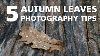 Autumn Leaves Photography Tips for Close Up and Macro