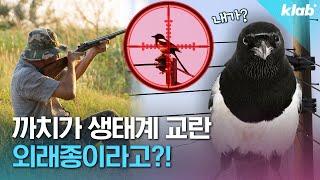 1989년까지는 제주도에 '까치'가 없었다?｜크랩