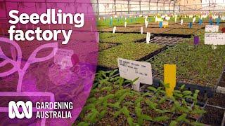 Lockdown seedling production in the plant plant | Discovery | Gardening Australia