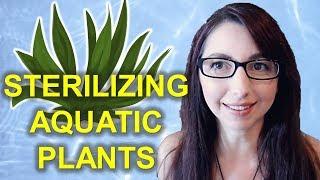 STERILIZING AQUATIC PLANTS | How To Sterilize Live Plants For Your Aquarium