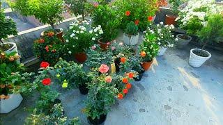 terrace garden overview 2oct month |  rose flowers plants | bougainvillea flowers |#rose