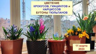 Цветение крокусов, гиацинтов, нарциссов в горшках дома. Бутоны тюльпанов. Март 2024