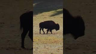 Arizona Zen - North Rim Bison