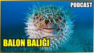 Akdeniz'deki Zehirli Balon Balığı İstilası: Nedenleri ve Sonuçları Belgeseli | PODCAST