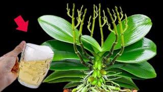 pour 1 cup in the summer ! Natural fertilizer for plants orchids will grow roots,beautiful flowers