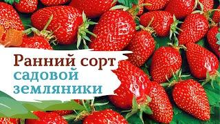 Ранняя садовая земляника Фурор
