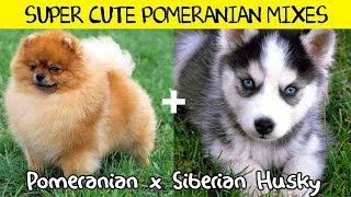 Super Cute Pomeranian Mixes