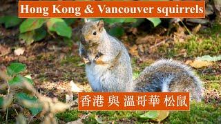 【溫哥華】香港與溫哥華松鼠 Hong Kong & Vancouver Squirrels 【Sony A7IV + SEL70+350G lens】